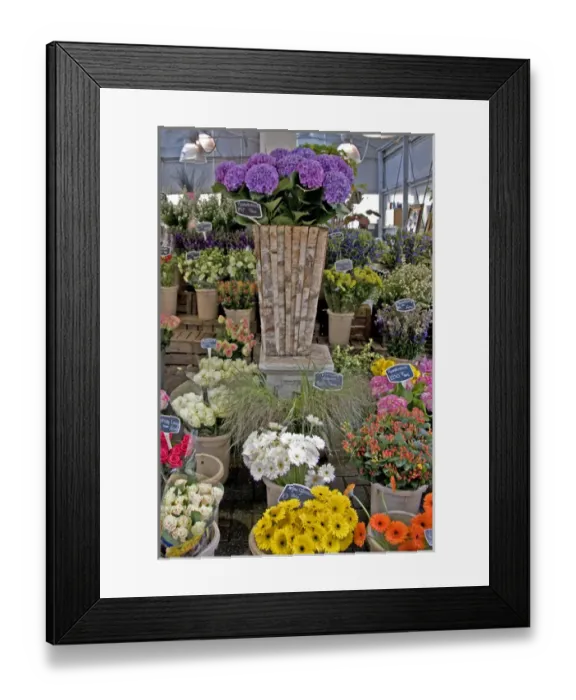 Framed Print : A colorful variety of flowers at the Bloemenmarket Framed Print : A colorful variety of flowers at the Bloemenmarket