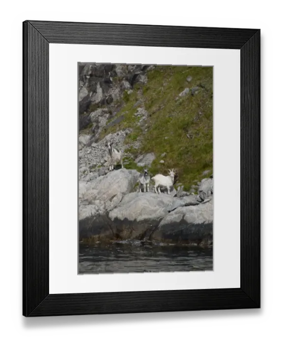 Framed Print : Norway, Stavanger, Lysefjord (aka Lyse Fjord). Domesticated goats along the water s