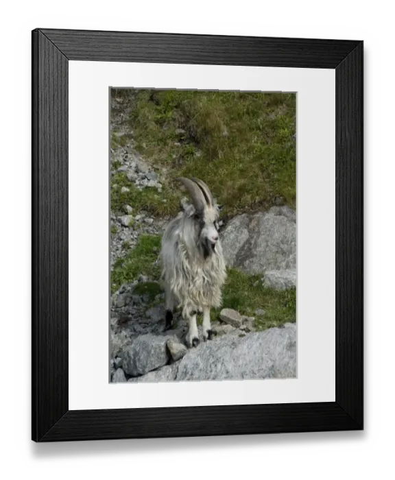 Framed Print : Norway, Stavanger, Lysefjord (aka Lyse Fjord). Domesticated goats along the water s Framed Print : Norway, Stavanger, Lysefjord (aka Lyse Fjord). Domesticated goats along the water s