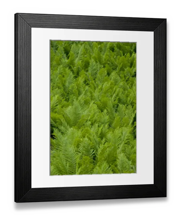 Framed Print : Norway, Flam. Views along the Navvies Road hiking trail between Vatnahalsen & Blomheller