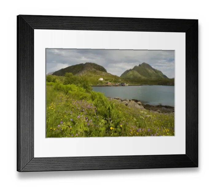 Framed Print : Europe, Norway, Vesteralen. Wild flowers (Geranium and Butter cups) and fisherman home
