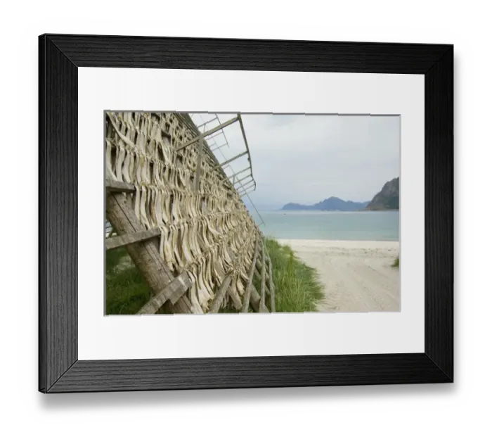Framed Print : Europe, Norway, Vesteralen. Stock fish on drying rack Framed Print : Europe, Norway, Vesteralen. Stock fish on drying rack