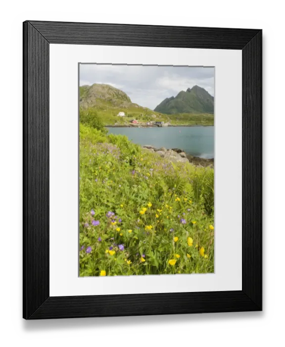 Framed Print : Europe, Norway, Vesteralen. Wild flowers (Geranium and Butter cups) and fisherman home Framed Print : Europe, Norway, Vesteralen. Wild flowers (Geranium and Butter cups) and fisherman home