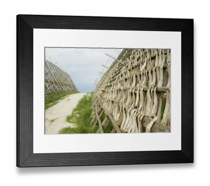 Framed Print : Europe, Norway, Vesteralen. Stock fish on drying rack