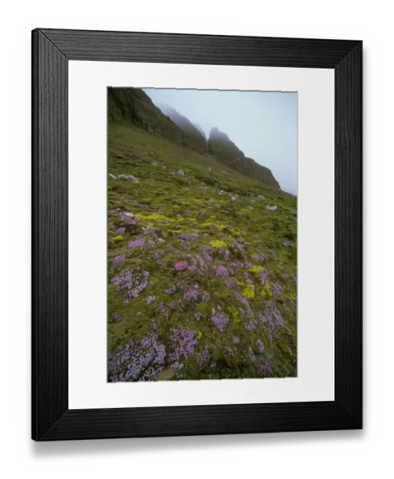 Framed Print : Norway, Svalbard, Spitsbergen Island, Crossfjorden, July, Moss Campion (Silene acaulis) Framed Print : Norway, Svalbard, Spitsbergen Island, Crossfjorden, July, Moss Campion (Silene acaulis)