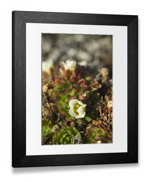 Framed Print : Norway. Tundra flowers Svalbard Archipelago, Norway Framed Print : Norway. Tundra flowers Svalbard Archipelago, Norway