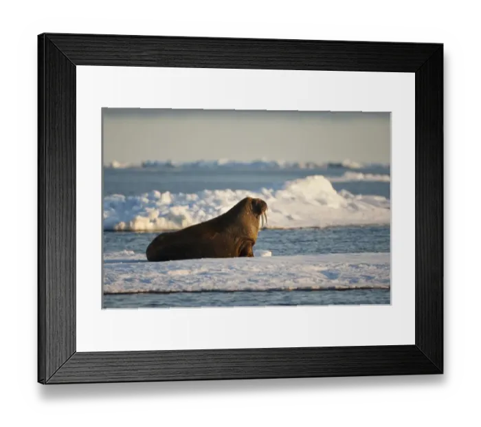 Framed Print : Norway, Svalbard, Nordaustlandet, Walrus (Odobenus rosmarus) on pack ice near Hinlopen