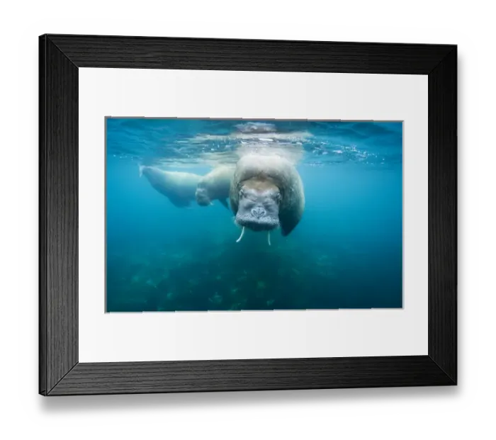 Framed Print : Norway, Svalbard, Underwater view of Walrus (Odobenus rosmarus) swimming in shallows Framed Print : Norway, Svalbard, Underwater view of Walrus (Odobenus rosmarus) swimming in shallows