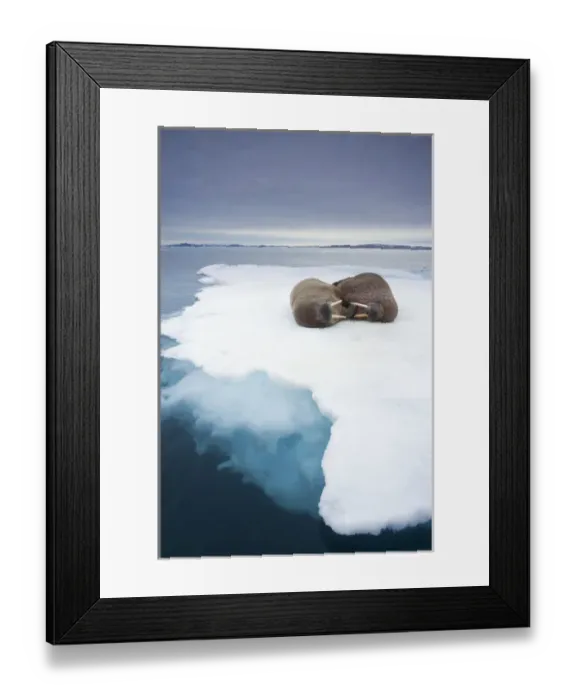 Framed Print : Norway, Svalbard, Walrus (Odobenus rosmarus) on sea ice near Lagoya Island Framed Print : Norway, Svalbard, Walrus (Odobenus rosmarus) on sea ice near Lagoya Island