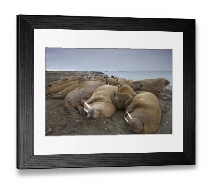 Framed Print : Norway, Svalbard, Nordaustlandet, Walrus (Odobenus rosmarus) resting on gravel beach