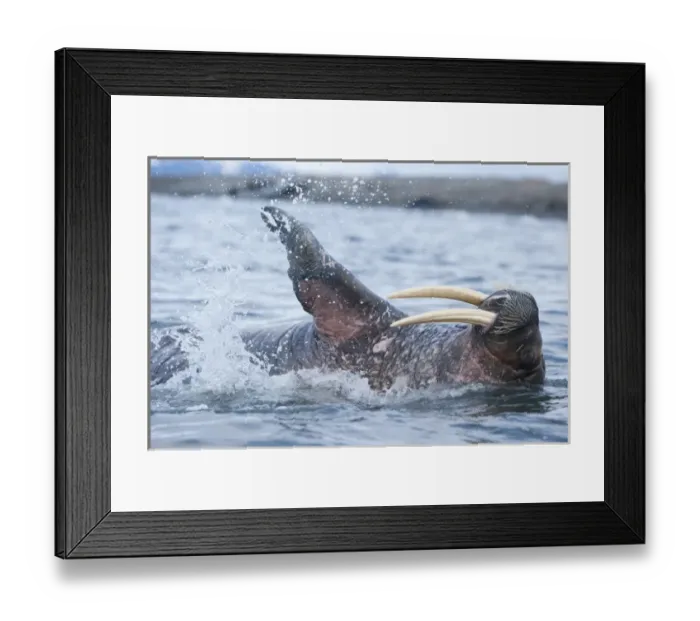 Framed Print : Norway, Svalbard, Nordaustlandet, Adult Walrus (Odobenus rosmarus) splashing in shallow Framed Print : Norway, Svalbard, Nordaustlandet, Adult Walrus (Odobenus rosmarus) splashing in shallow