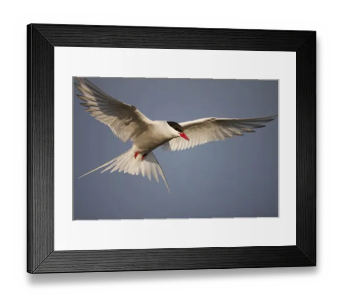 Framed Print : Norway, Svalbard, Longyearbyen, Arctic Terns (Sterna paradisaea) hovers in flight Framed Print : Norway, Svalbard, Longyearbyen, Arctic Terns (Sterna paradisaea) hovers in flight