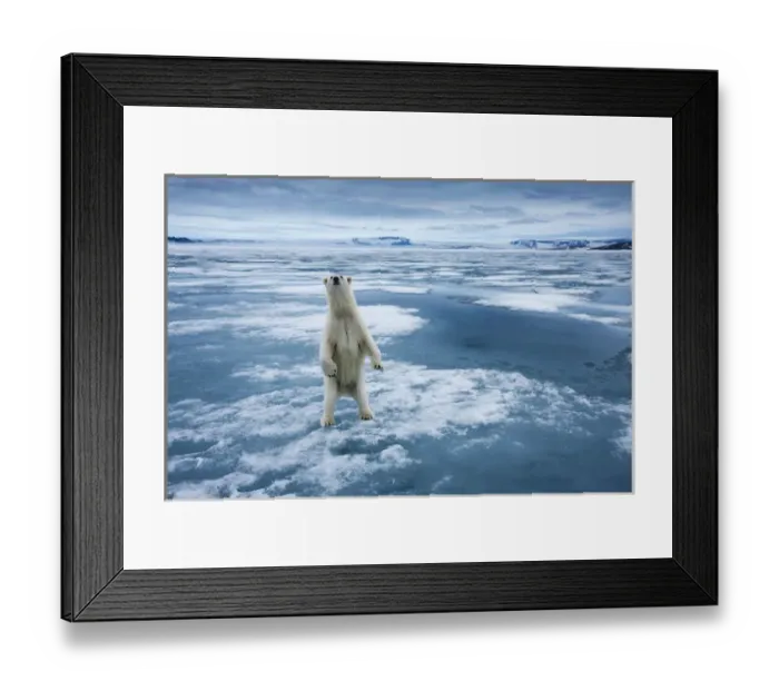 Framed Print : Norway, Svalbard, Nordaustlandet, Curious Polar Bear (Ursus maritimus) standing upright Framed Print : Norway, Svalbard, Nordaustlandet, Curious Polar Bear (Ursus maritimus) standing upright