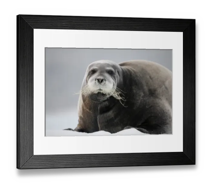 Framed Print : Norway, Svalbard, Nordaustlandet, Bearded Seal (Erignathus barbatus) resting on pan Framed Print : Norway, Svalbard, Nordaustlandet, Bearded Seal (Erignathus barbatus) resting on pan