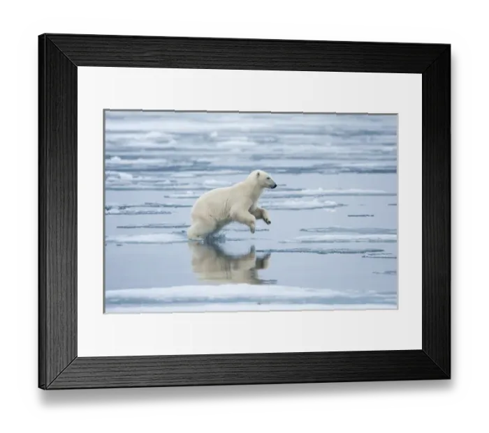 Framed Print : Norway, Svalbard, Nordaustlandet, Polar Bear (Ursus maritimus) leaping across pools Framed Print : Norway, Svalbard, Nordaustlandet, Polar Bear (Ursus maritimus) leaping across pools