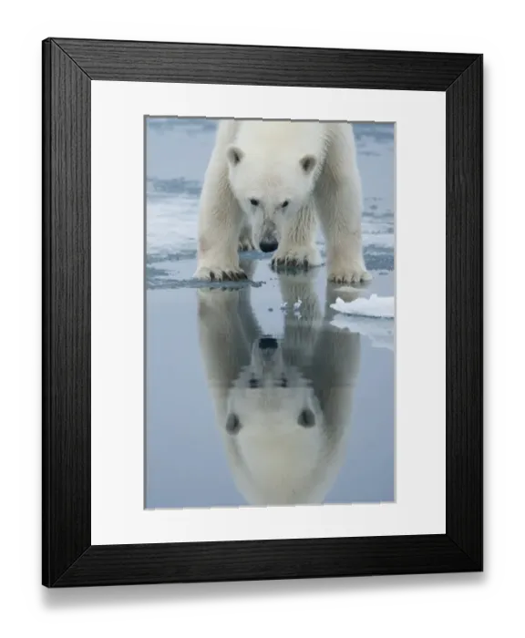 Framed Print : Norway, Svalbard, Nordaustlandet, Polar Bear (Ursus maritimus) reflected in meltwater