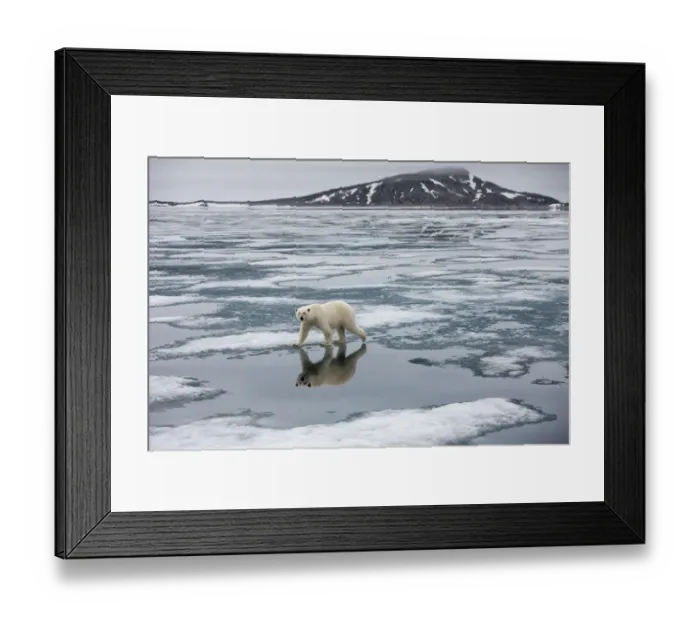 Framed Print : Norway, Svalbard, Nordauslandet, Polar Bear (Ursus maritimus) on fjord ice at Sabinebukta Framed Print : Norway, Svalbard, Nordauslandet, Polar Bear (Ursus maritimus) on fjord ice at Sabinebukta
