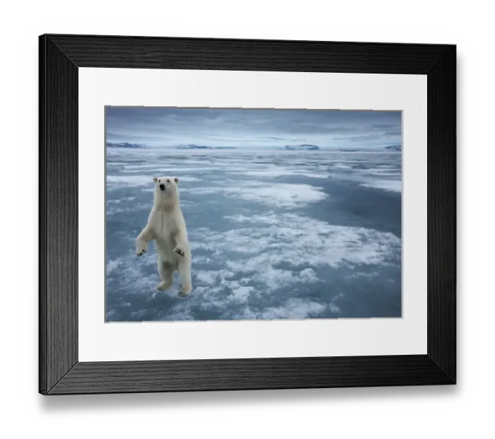 Framed Print : Norway, Svalbard, Nordaustlandet, Polar Bear (Ursus maritimus) standing upright Framed Print : Norway, Svalbard, Nordaustlandet, Polar Bear (Ursus maritimus) standing upright