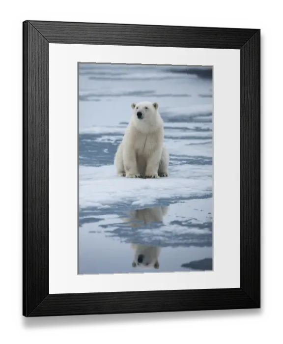 Framed Print : Norway, Svalbard, Nordaustlandet, Polar Bear (Ursus maritimus) sitting on melting Framed Print : Norway, Svalbard, Nordaustlandet, Polar Bear (Ursus maritimus) sitting on melting
