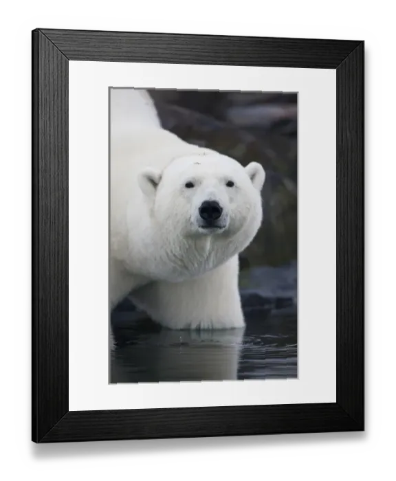 Framed Print : Norway, Svalbard, Polar Bear (Ursus maritimus) standing in shallow water along coast