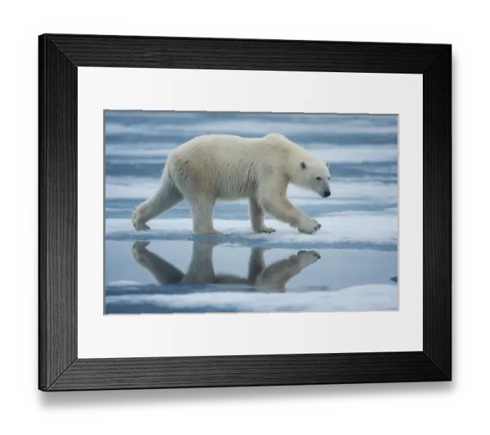 Framed Print : Norway, Svalbard, Nordaustlandet, Polar Bear (Ursus maritimus) walking across melting Framed Print : Norway, Svalbard, Nordaustlandet, Polar Bear (Ursus maritimus) walking across melting