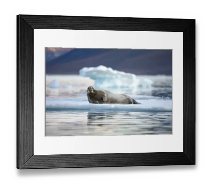 Framed Print : Norway, Svalbard, Spitsbergen Island, Bearded Seal (Erignathus barbatus) resting Framed Print : Norway, Svalbard, Spitsbergen Island, Bearded Seal (Erignathus barbatus) resting