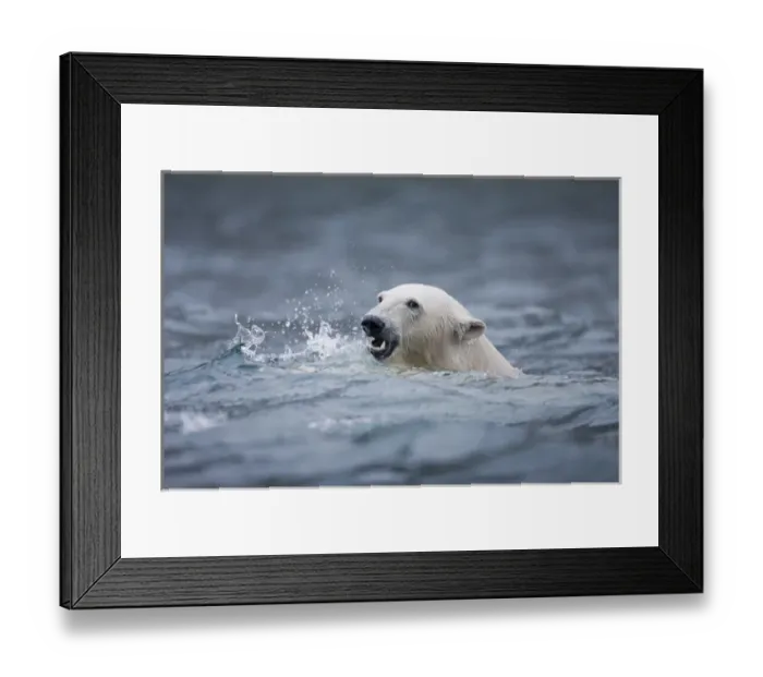 Framed Print : Norway, Svalbard, Spitsbergen Island, Polar Bear (Ursus maritimus) swimming in cold Framed Print : Norway, Svalbard, Spitsbergen Island, Polar Bear (Ursus maritimus) swimming in cold