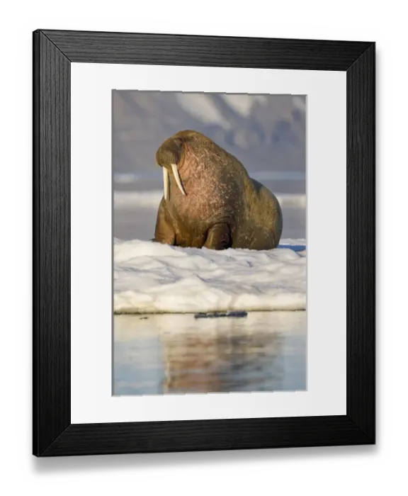 Framed Print : Norway, Svalbard, Barents Island, Walrus (Odobenus rosmarus) resting on sea ice near Framed Print : Norway, Svalbard, Barents Island, Walrus (Odobenus rosmarus) resting on sea ice near