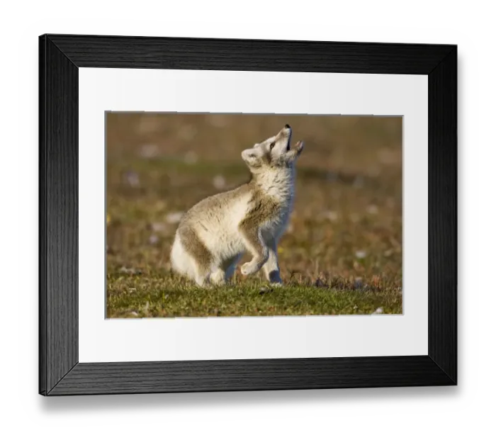 Framed Print : Norway, Svalbard, Edgeoya Island, Arctic Fox (Vulpes lagopus) Kit playing with remains