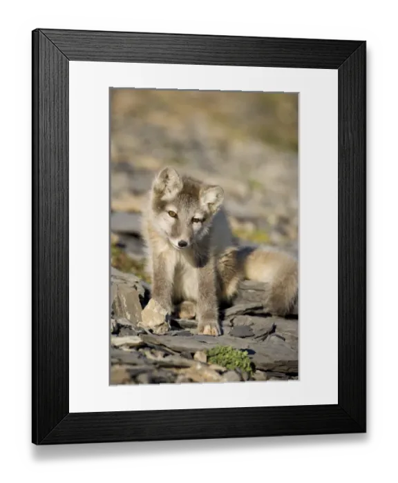 Framed Print : Norway, Svalbard, Edgeoya Island, Arctic Fox (Vulpes lagopus) Kit sitting on rocky