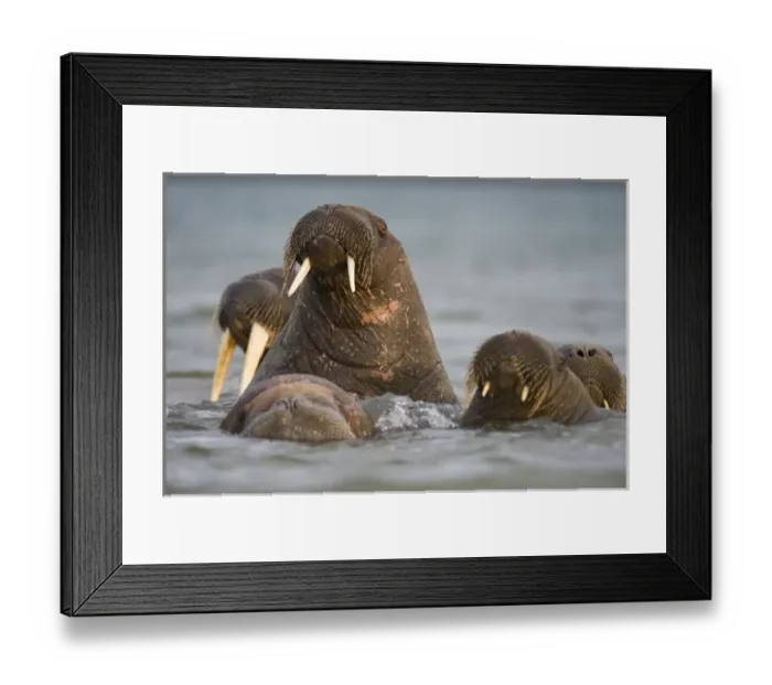 Framed Print : Norway, Svalbard, Delischoya Island, Walrus (Odobenus rosmarus) swimming at surface