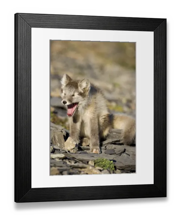 Framed Print : Norway, Svalbard, Edgeoya Island, Arctic Fox (Vulpes lagopus) Kit yawns while resting