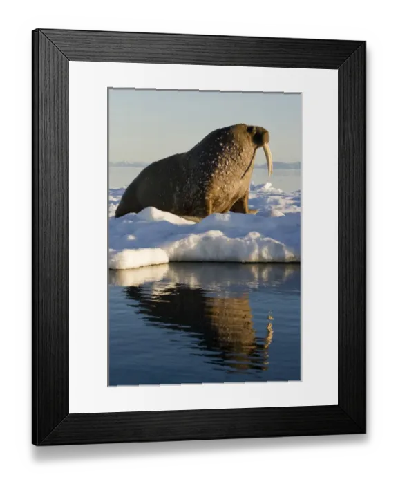 Framed Print : Norway, Svalbard, Edgeoya Island, Walrus (Odobenus rosmarus) on sea ice near Kapp