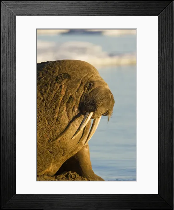 Framed Print : Norway, Svalbard, Edgeoya Island, Walrus (Odobenus rosmarus) in haulout lit by midnight Framed Print : Norway, Svalbard, Edgeoya Island, Walrus (Odobenus rosmarus) in haulout lit by midnight