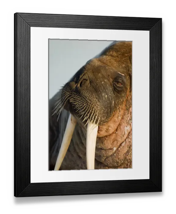 Framed Print : Norway, Svalbard, Edgeoya Island, Walrus (Odobenus rosmarus) on sea ice near Kapp Framed Print : Norway, Svalbard, Edgeoya Island, Walrus (Odobenus rosmarus) on sea ice near Kapp