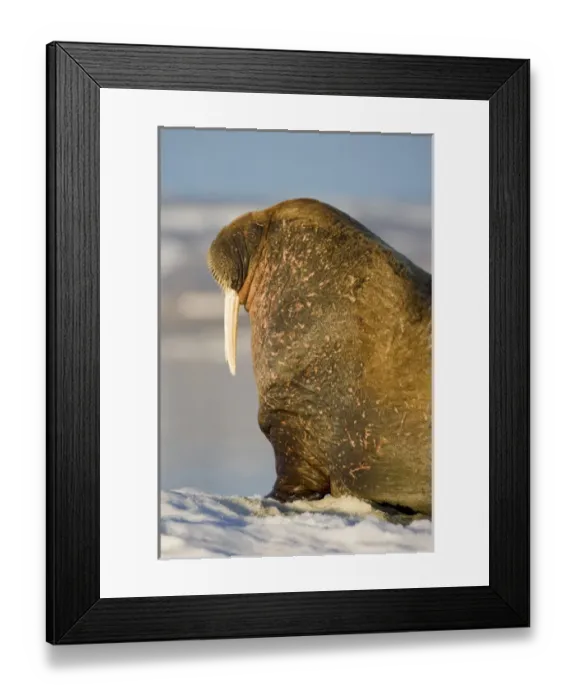 Framed Print : Norway, Svalbard, Edgeoya Island, Walrus (Odobenus rosmarus) on sea ice near Kapp