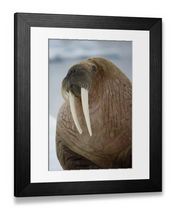 Framed Print : Norway, Svalbard, Edgeoya Island, Walrus (Odobenus rosmarus) resting on iceberg in Framed Print : Norway, Svalbard, Edgeoya Island, Walrus (Odobenus rosmarus) resting on iceberg in