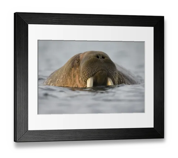 Framed Print : Norway, Svalbard, Edgeoya Island, Walrus (Odobenus rosmarus) swimming in Bjornbukta Framed Print : Norway, Svalbard, Edgeoya Island, Walrus (Odobenus rosmarus) swimming in Bjornbukta