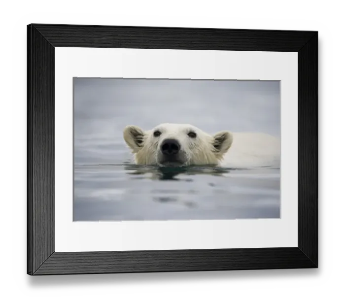 Framed Print : Norway, Svalbard, Polar Bear (Ursus maritimus) swimming near Half Moon Island Framed Print : Norway, Svalbard, Polar Bear (Ursus maritimus) swimming near Half Moon Island