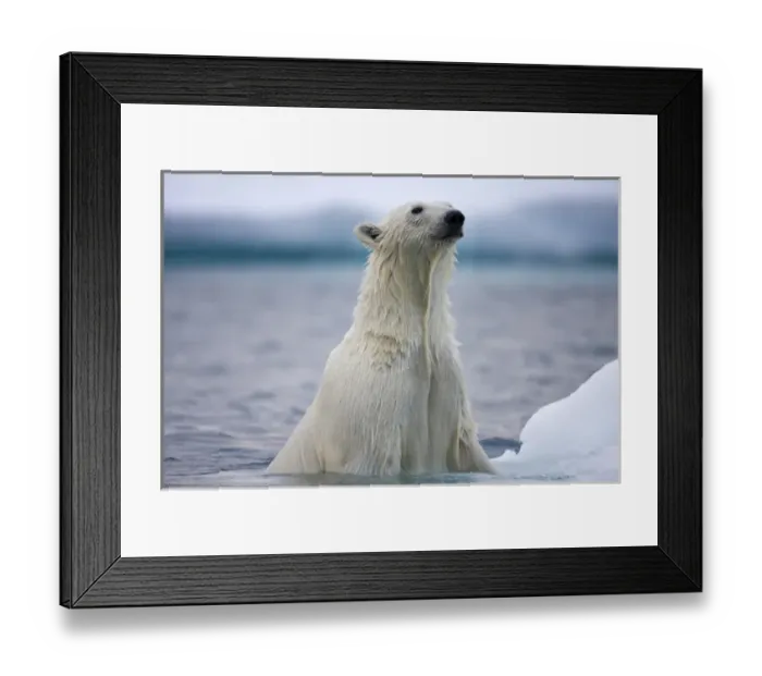 Framed Print : Norway, Svalbard, Polar Bear (Ursus maritimus) climbs onto iceberg while swimming
