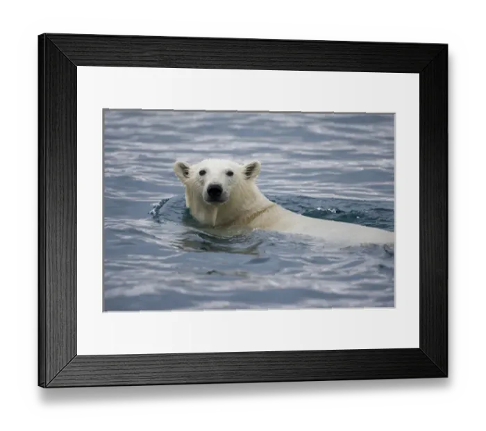 Framed Print : Norway, Svalbard, Polar Bear (Ursus maritimus) swimming near Half Moon Island Framed Print : Norway, Svalbard, Polar Bear (Ursus maritimus) swimming near Half Moon Island