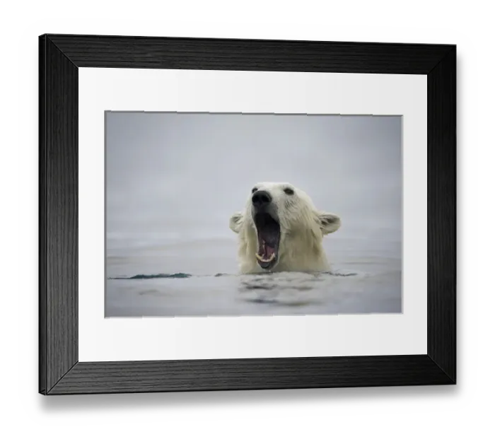 Framed Print : Norway, Svalbard, Polar Bear (Ursus maritimus) opens mouth and displays teeth while
