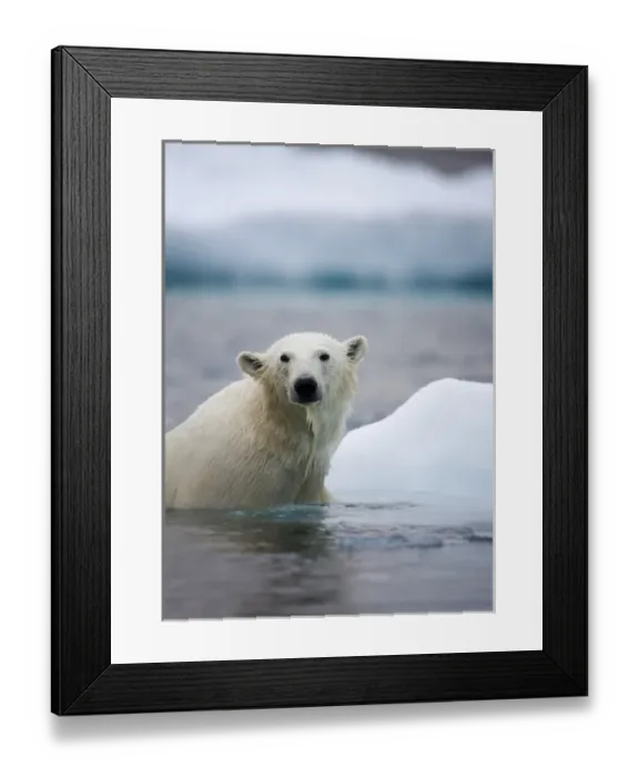 Framed Print : Norway, Svalbard, Polar Bear (Ursus maritimus) climbs onto iceberg while swimming Framed Print : Norway, Svalbard, Polar Bear (Ursus maritimus) climbs onto iceberg while swimming