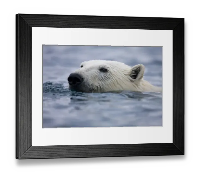 Framed Print : Norway, Svalbard, Polar Bear (Ursus maritimus) swimming near Half Moon Island Framed Print : Norway, Svalbard, Polar Bear (Ursus maritimus) swimming near Half Moon Island