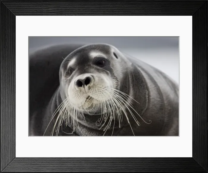 Framed Print : Norway, Svalbard, Spitsbergen Island, Bearded Seal (Erignathus barbatus) resting Framed Print : Norway, Svalbard, Spitsbergen Island, Bearded Seal (Erignathus barbatus) resting