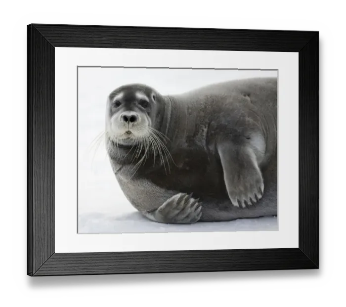 Framed Print : Norway, Svalbard, Spitsbergen Island, Bearded Seal (Erignathus barbatus) resting Framed Print : Norway, Svalbard, Spitsbergen Island, Bearded Seal (Erignathus barbatus) resting