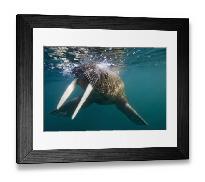 Framed Print : Norway, Svalbard, Tiholmane Islands, Underwater view of Walrus (Odobenus rosmarus) Framed Print : Norway, Svalbard, Tiholmane Islands, Underwater view of Walrus (Odobenus rosmarus)