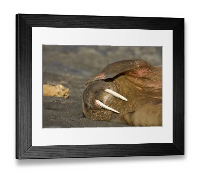Framed Print : Norway, Svalbard, Tiholmane Islands, Walrus (Odobenus rosmarus) resting in colony Framed Print : Norway, Svalbard, Tiholmane Islands, Walrus (Odobenus rosmarus) resting in colony