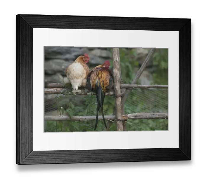 Framed Print : Chickens near Flam; situated in the innermost part of the Sognefjord surrounded by high mountains Framed Print : Chickens near Flam; situated in the innermost part of the Sognefjord surrounded by high mountains