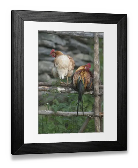 Framed Print : Chickens near Flam; situated in the innermost part of the Sognefjord surrounded by high mountains Framed Print : Chickens near Flam; situated in the innermost part of the Sognefjord surrounded by high mountains